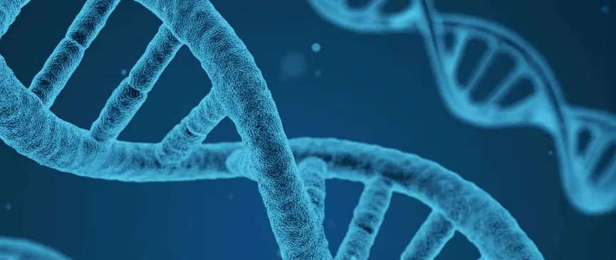 Illustration of a DNA double helix structure composed of two intertwined strands, representing genetic information.
