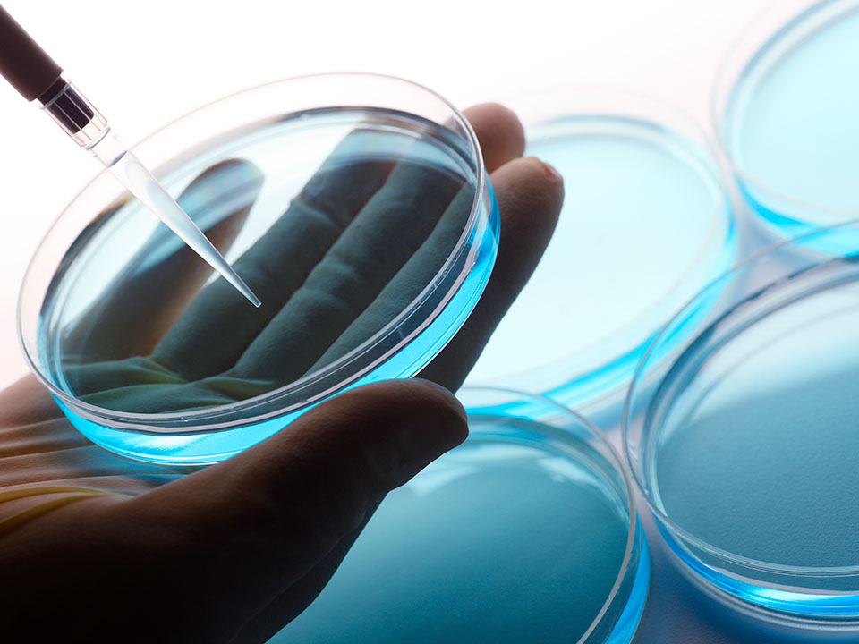 A scientist uses a pipette to extract liquid from a petri dish