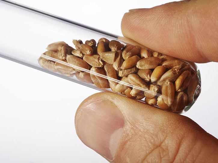 A test tube of wheat grains held between a finger and thumb