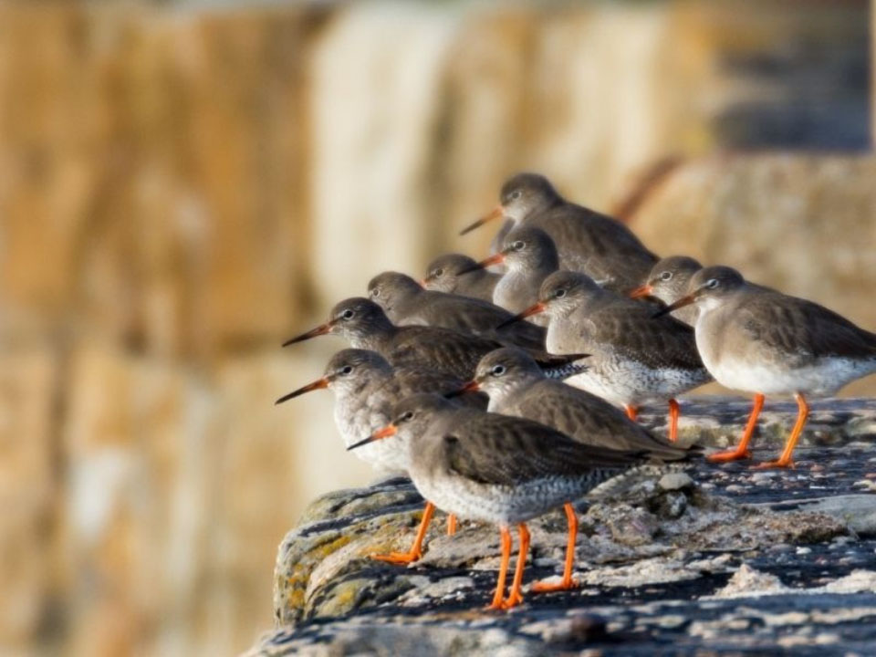 Eleven common redshanks stand on a rocky ledge looking out