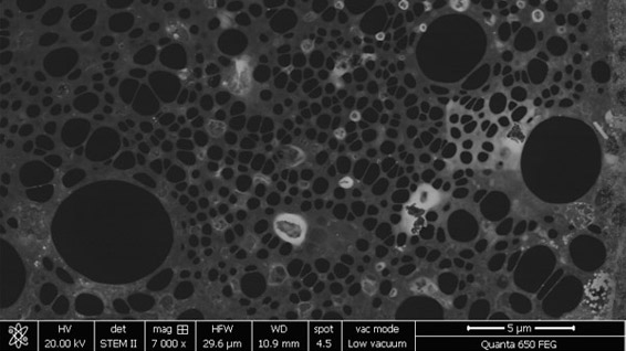 Wet STEM image in HAADF mode, showing holey carbon grid, with silver nanoparticles (right)