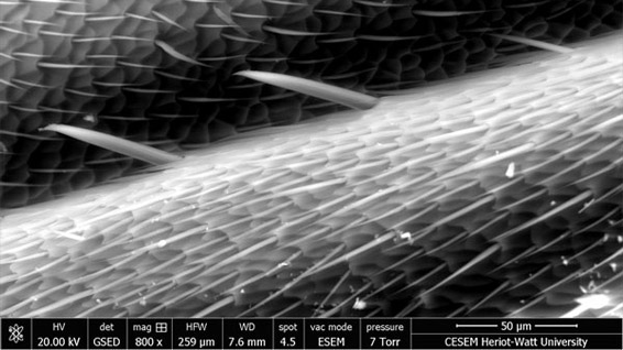 Scales and hairs on an ant; full ESEM wet mode