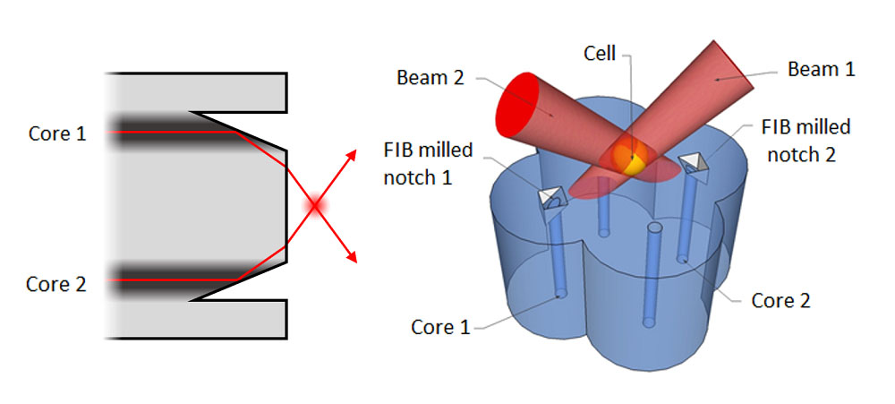 The end face of a multi-core optical fibre is modified to deliver overlapping beams which form a cell trapping region where they intersect