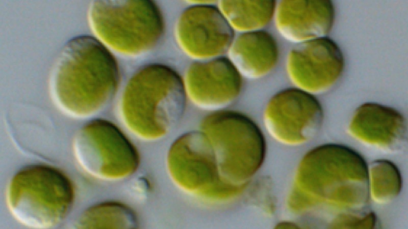 Microalgae and Microtechnologies