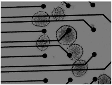 Electrophysiology and Bioelectricity