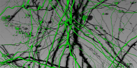 neurons flourescent