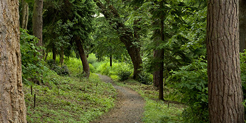 Woodland path